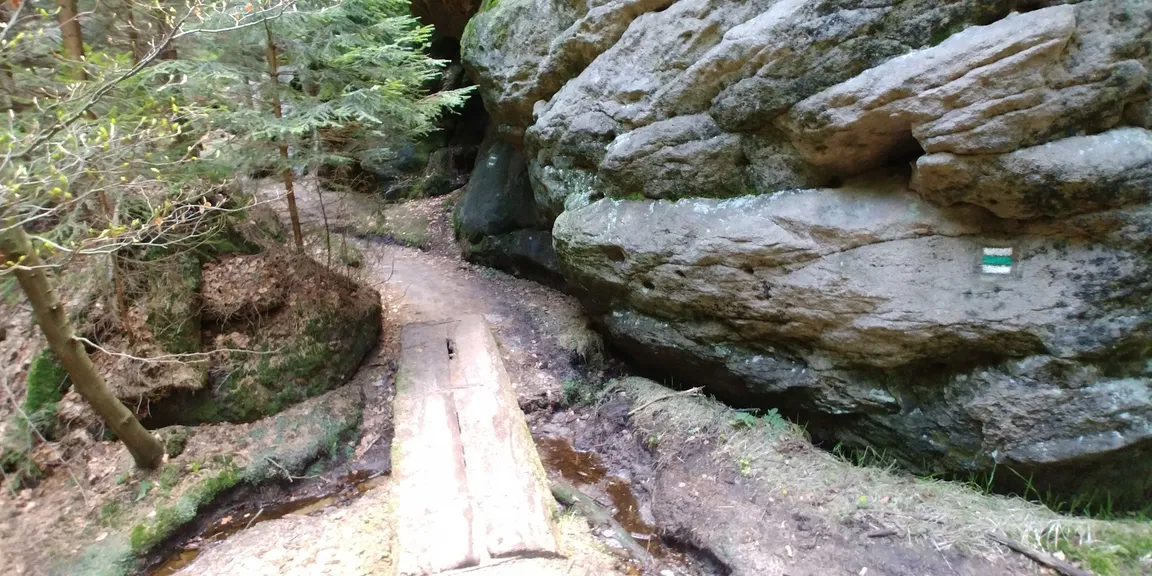 Kočka