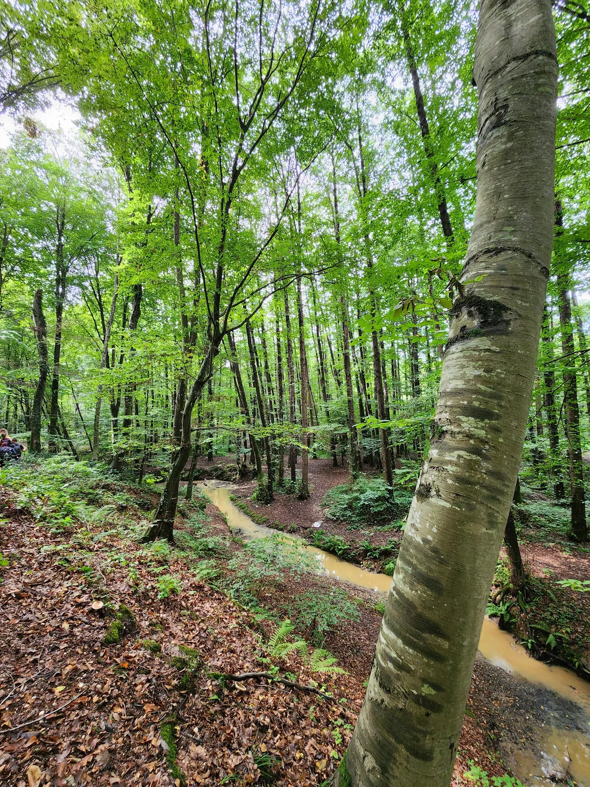 Ayvat Bendi Nature Park