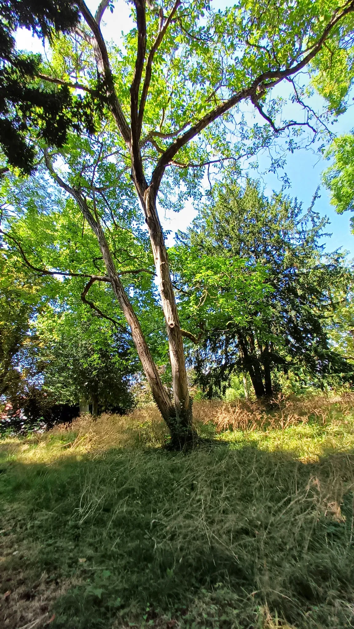 Wall Park Bastion Alexander