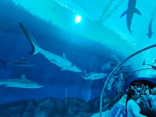 Singapore Oceanarium