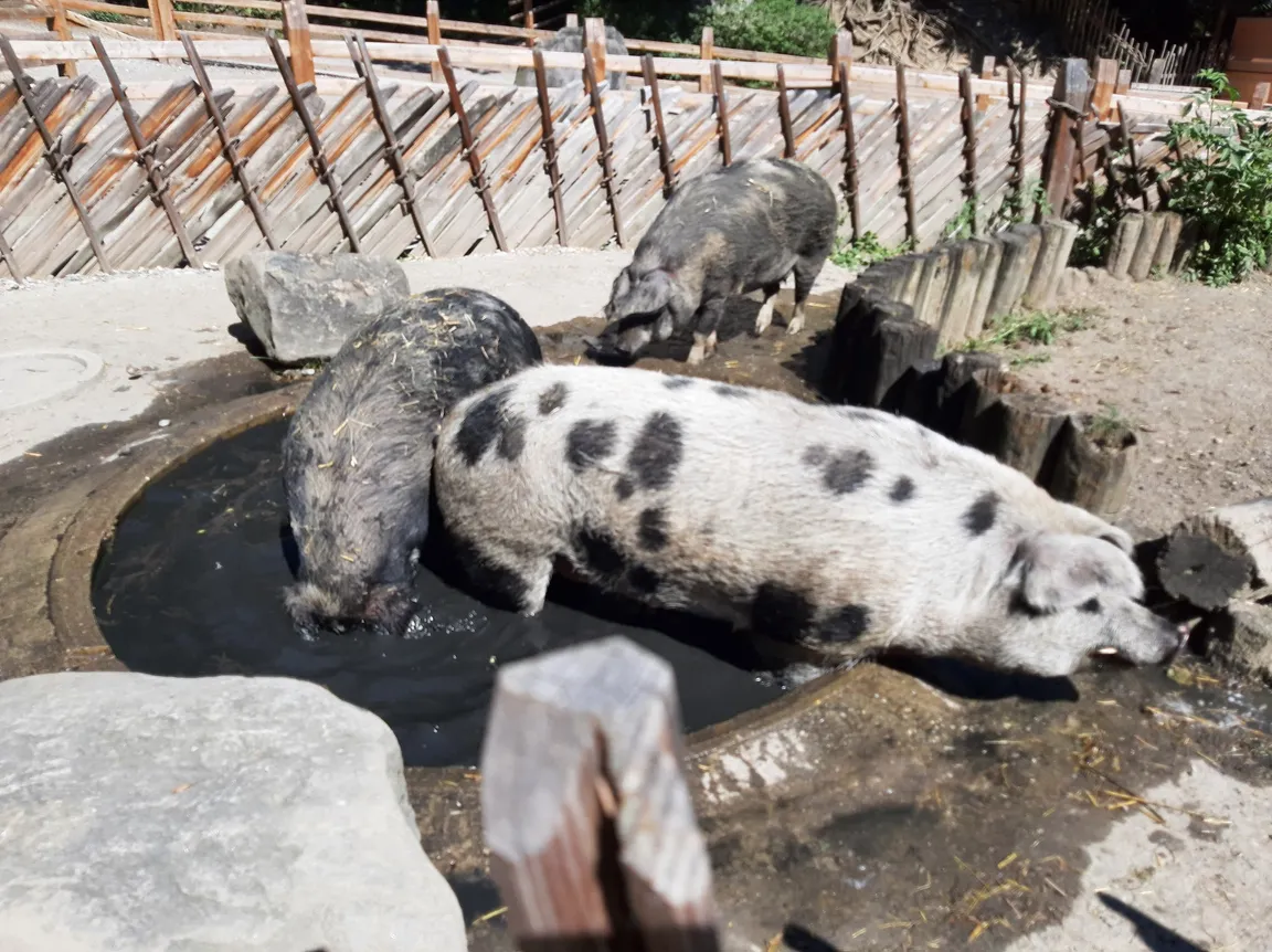 Alpenzoo Innsbruck - Tirol