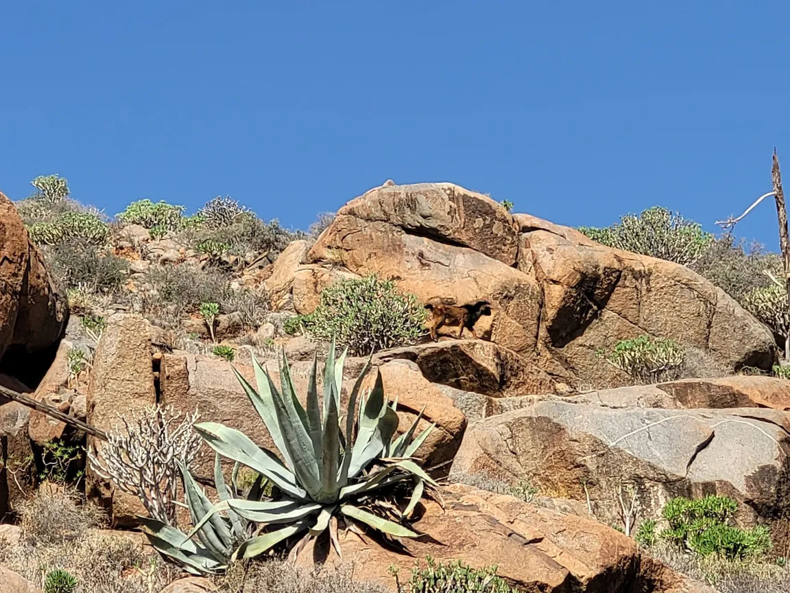 Camino Natural de Fuerteventura