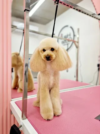 HAUCUTE PET GROOMING & ACCESSORIES