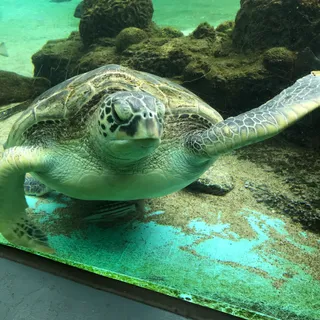 Yokohama Hakkeijima Sea Paradise
