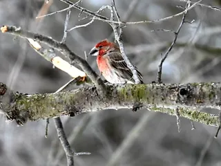 Montrose Point Bird Sanctuary