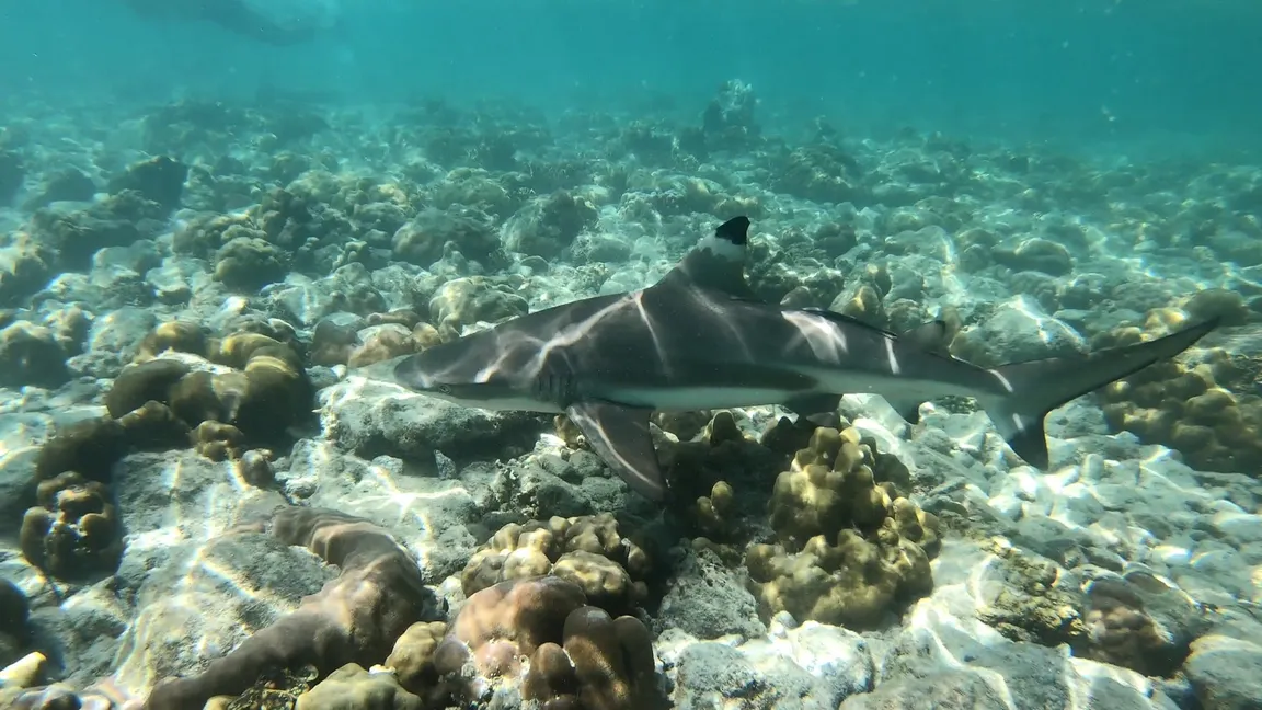 Blacktip Reef Shark Point