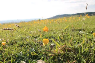 Cothelstone Hill