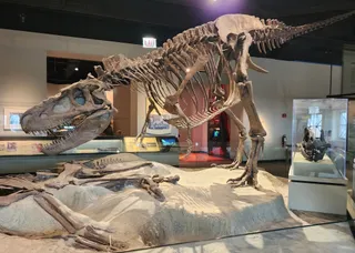Muzeum Historii Naturalnej w Chicago