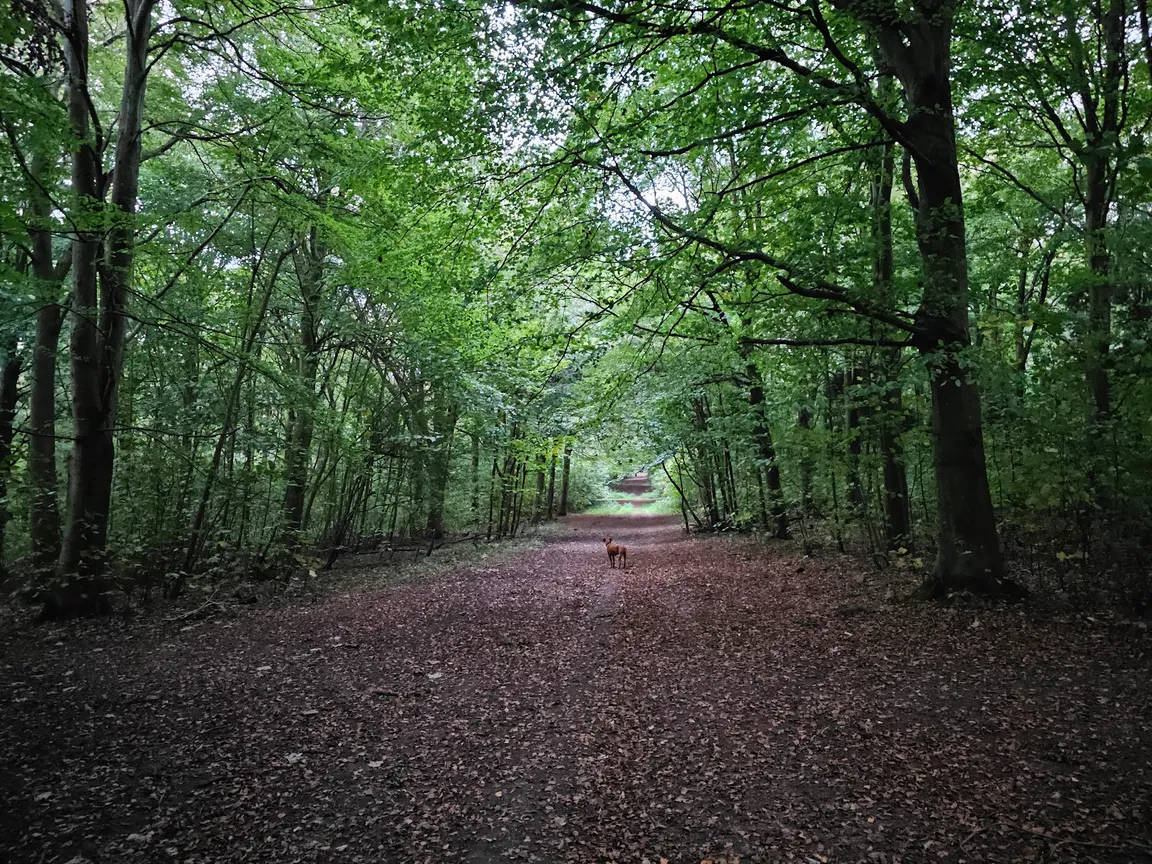 Friston Forest
