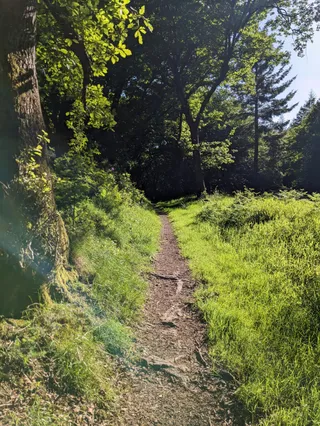 Ramscombe Great Wood