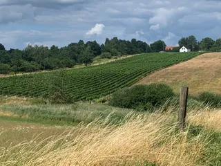 Winnica Jassa