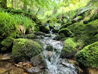 Park Narodowy Schwarzwaldu
