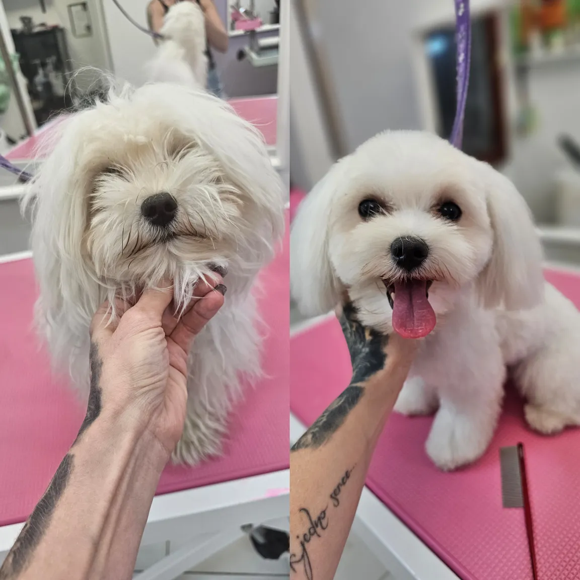 Strefa Psa PSI FRYZJER groomer, fryzjer dla zwierząt