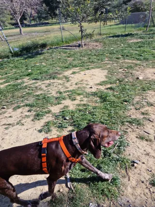 Dog Park Akadimias