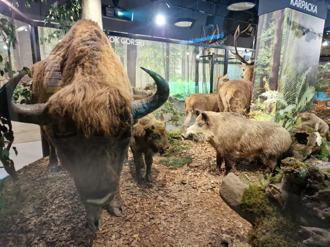 Muzeum Przyrodnicze Bieszczadzkiego Parku Narodowego