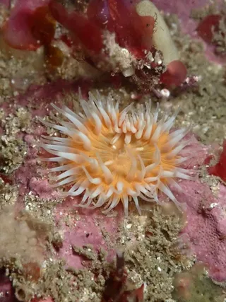 Freedive Northern Ireland