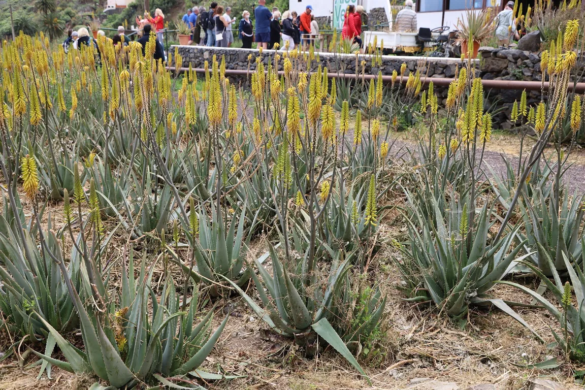 Finca Canarias Aloe Vera Hermigua La Gomera