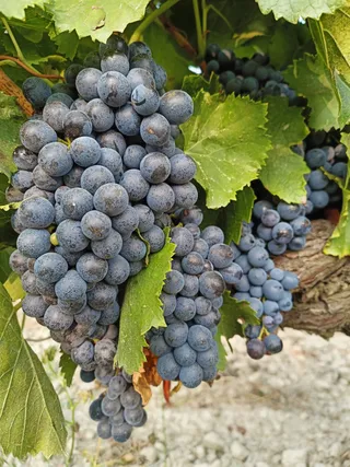 Mas de Valériole
