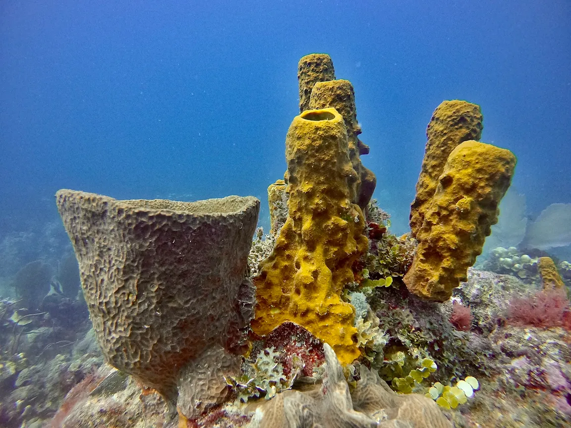 Art of Diving - Scuba diving in Punta Cana