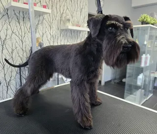 Dogs Paradise Salon Pielęgnacji i Stylizacji Psów Katarzyna Leśniak
