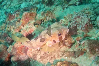 Twins Pinnacle (dive spot)
