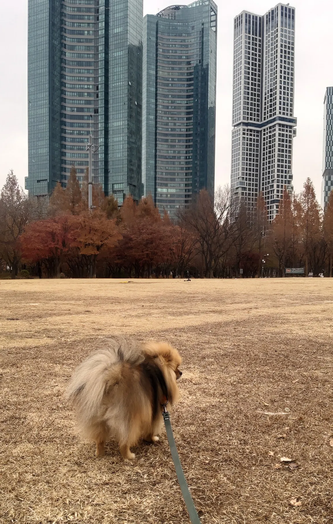 Seoul Forest Family Yard