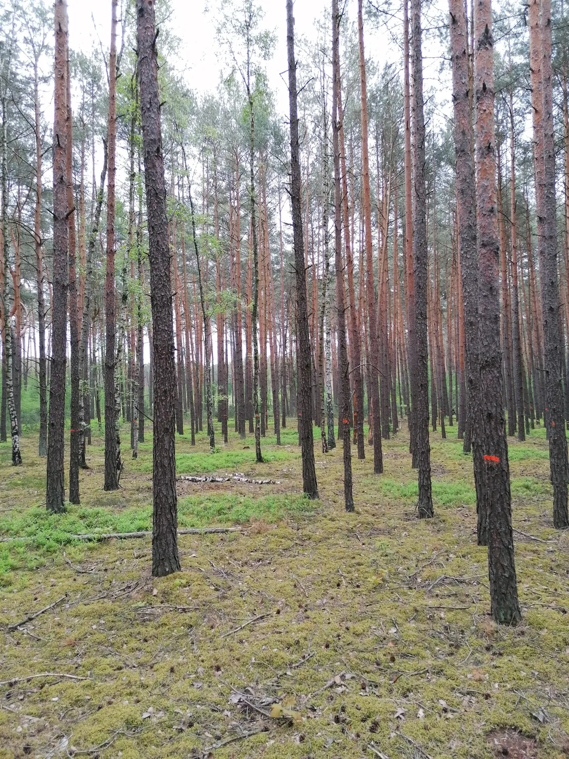 Rezerwat Przyrody Jodły Oleśnickie