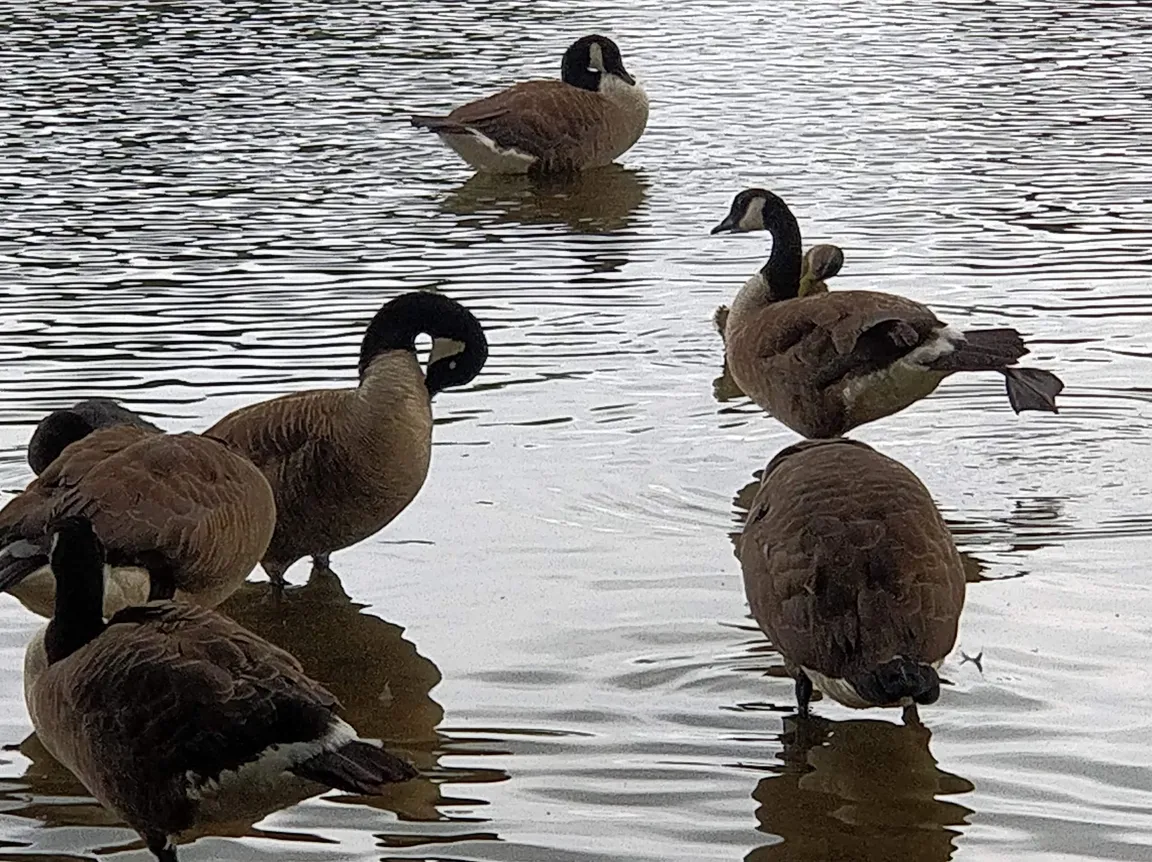 Petersfield Heath & Pond/Lake
