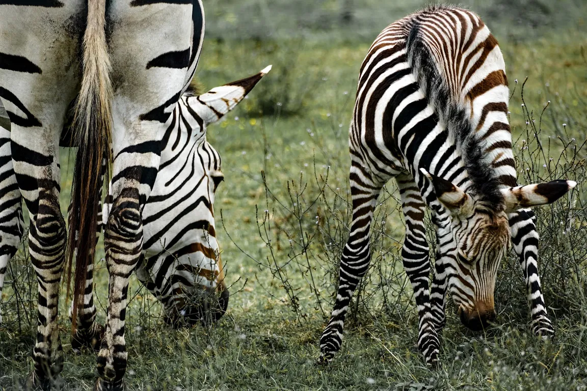 Marwell Zoo
