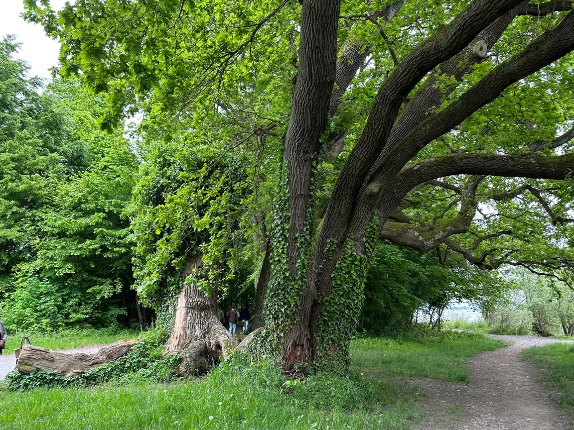 Hörnle Uferspaziergang