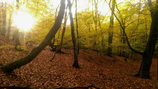 Burnham Beeches