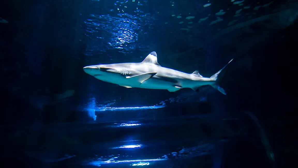 Lanzarote Aquarium