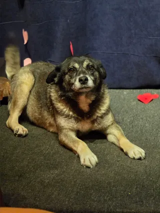 Жуля🐕