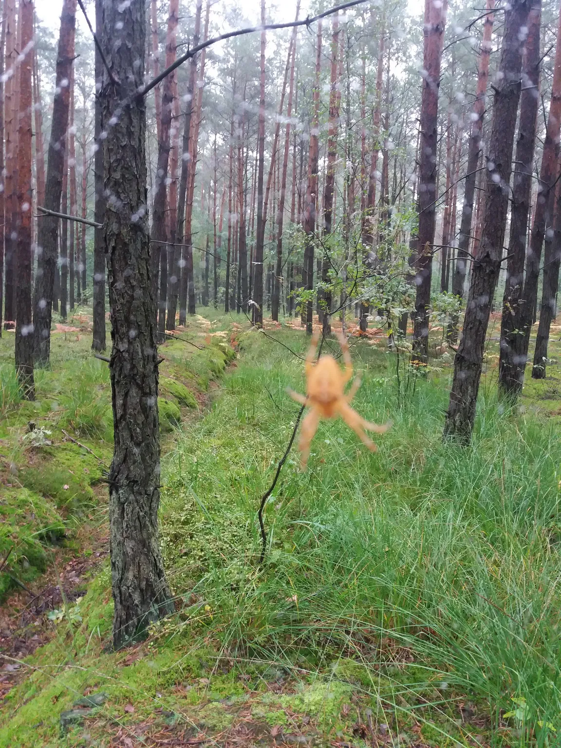 Rezerwat Przyrody Jodły Oleśnickie