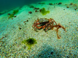 Atlantic Scuba Adventures