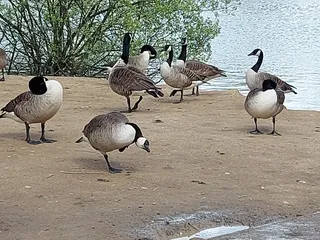 Bewbush Water Gardens