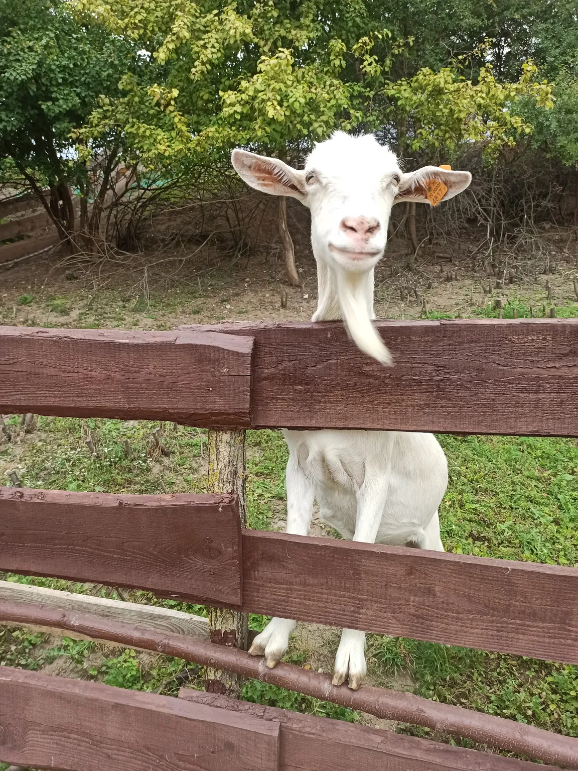 Zwierzaki Nad Potokiem Mini ZOO