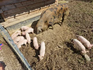 Manor Farm