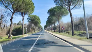 Дерево Ровинь, Скульптура