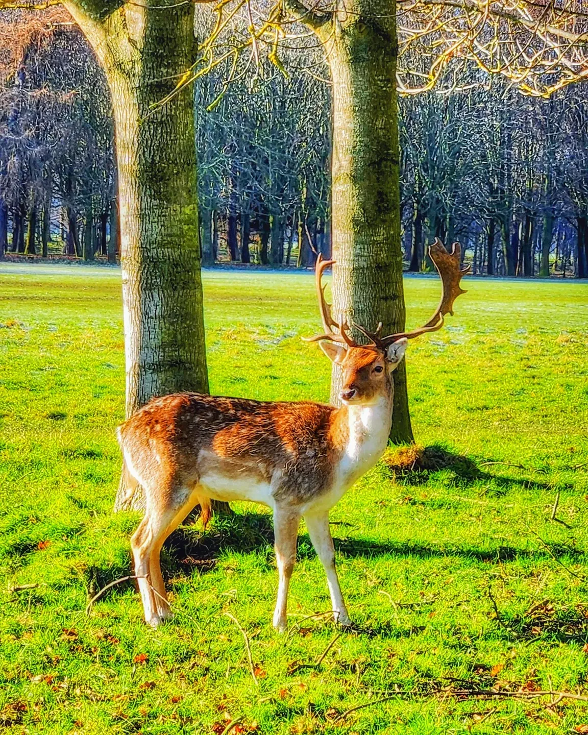 Phoenix Park