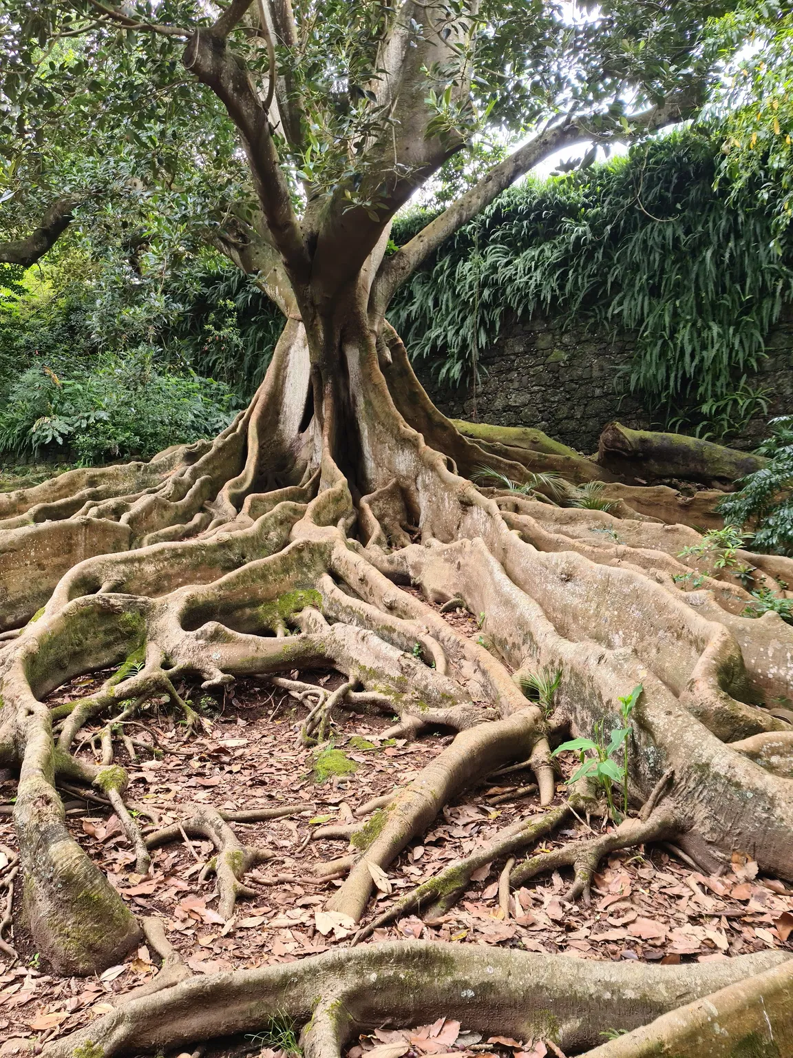 Jardim Botânico José do Canto