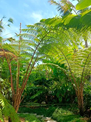 Dewandaru Villa, Organic Farm, Spiritual Healer Bali