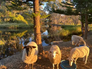 McLaren Vale Cabin Caravan Park