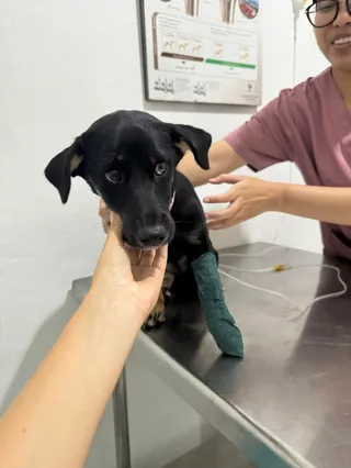 Saka Vetcare