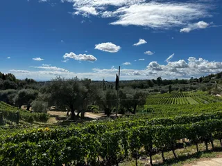 Vineyard Saint Jeannet - Domaine des Hautes Hills