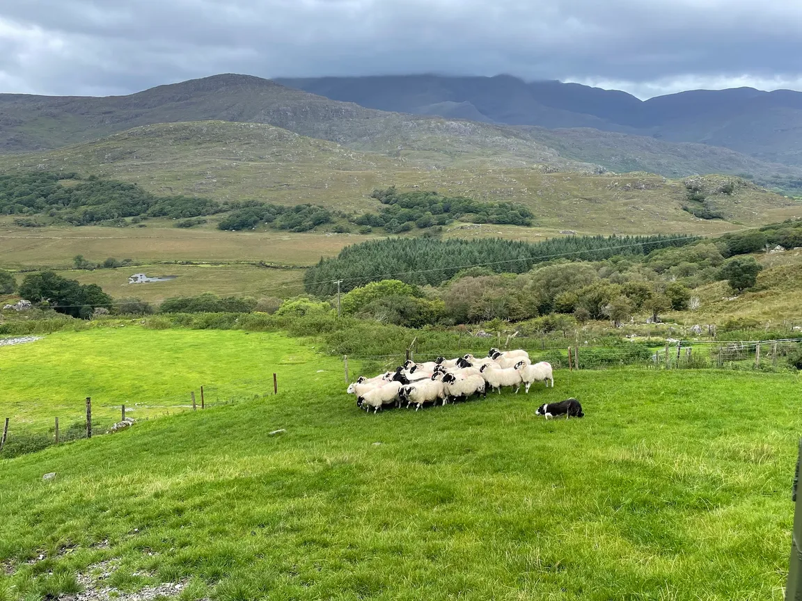 Kissane Sheep Farm