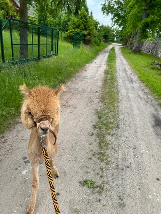 Alpaki Ulinia (zadzwoń i umów się)