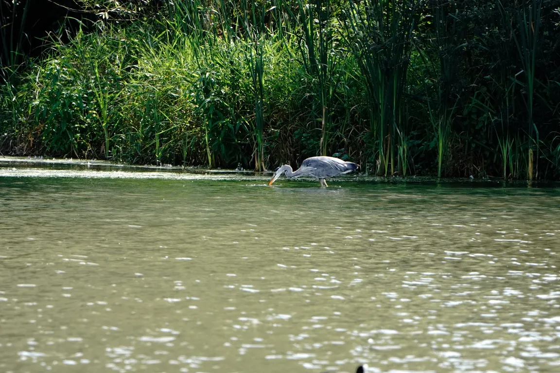 Warnham Local Nature Reserve
