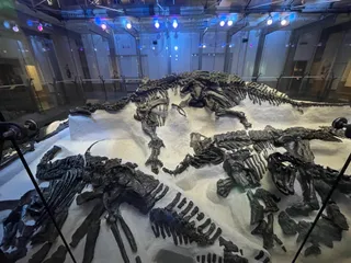 Muzeum Historii Naturalnej