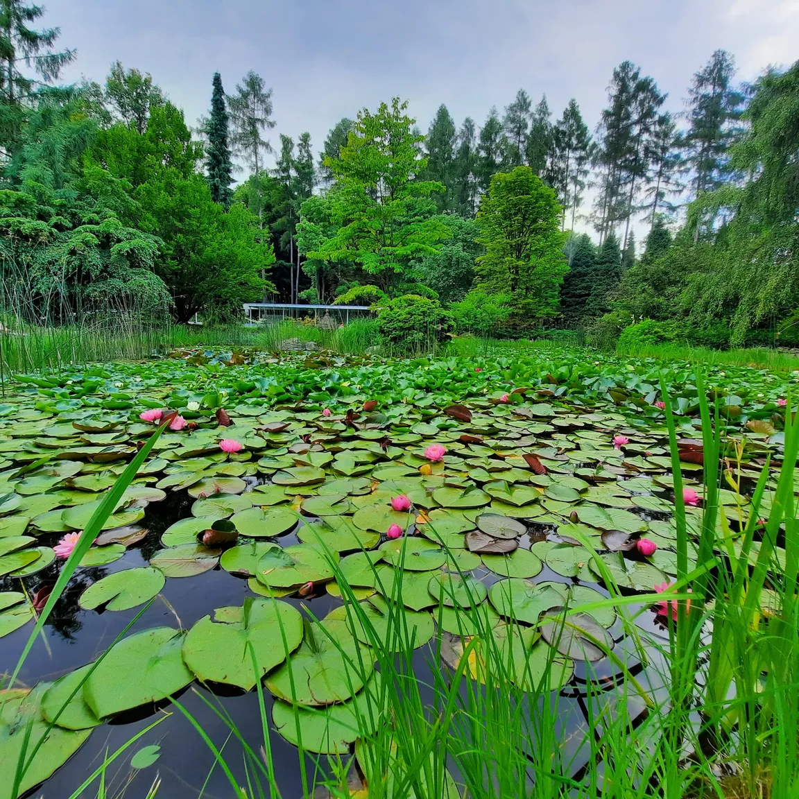 Arboretum SGGW w Rogowie